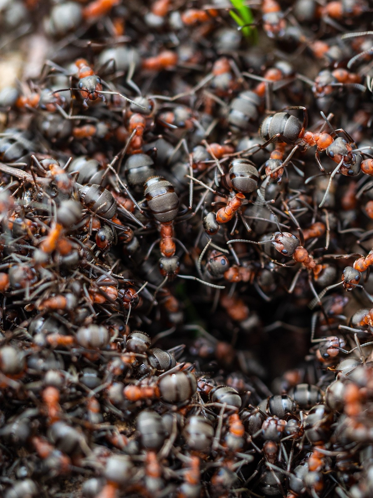 Canton Termite & Pest Control: Hometown Protection Since 1999